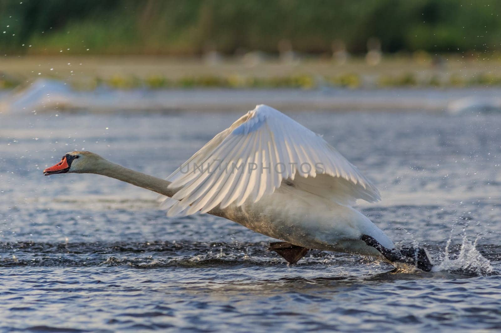 white swan in flight. Danube Delta, Romania