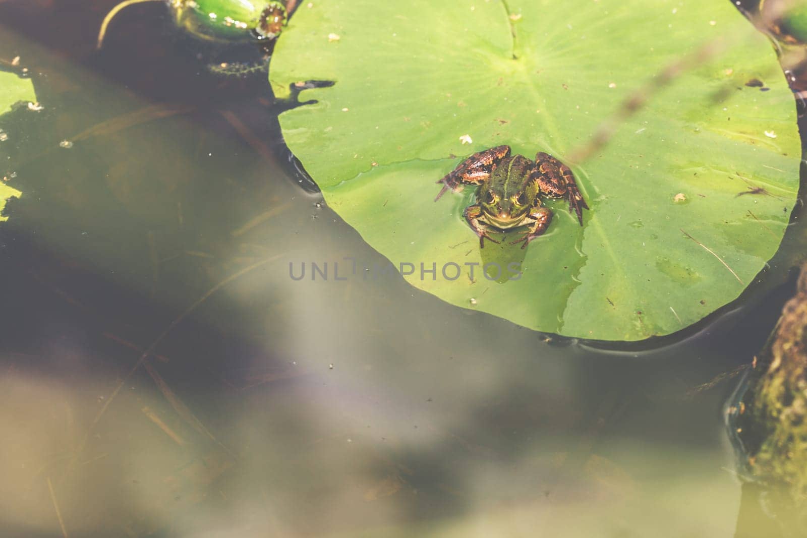 A frog in its natural environment, a small pond in the forest.