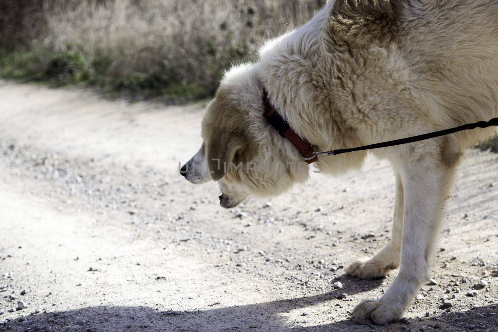 White mastiff dog on street strolling, domestic animals