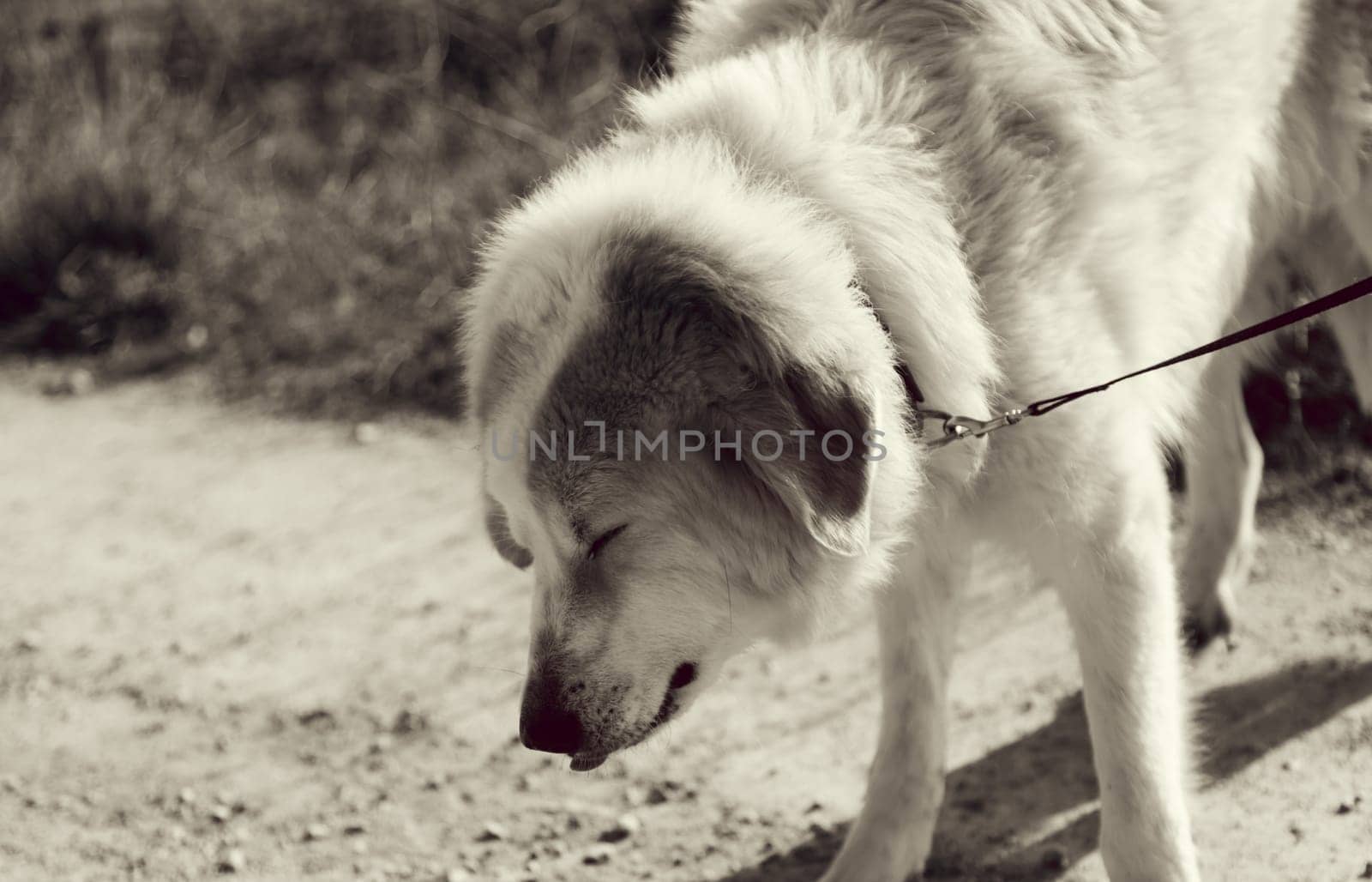 White mastiff dog on street strolling, domestic animals