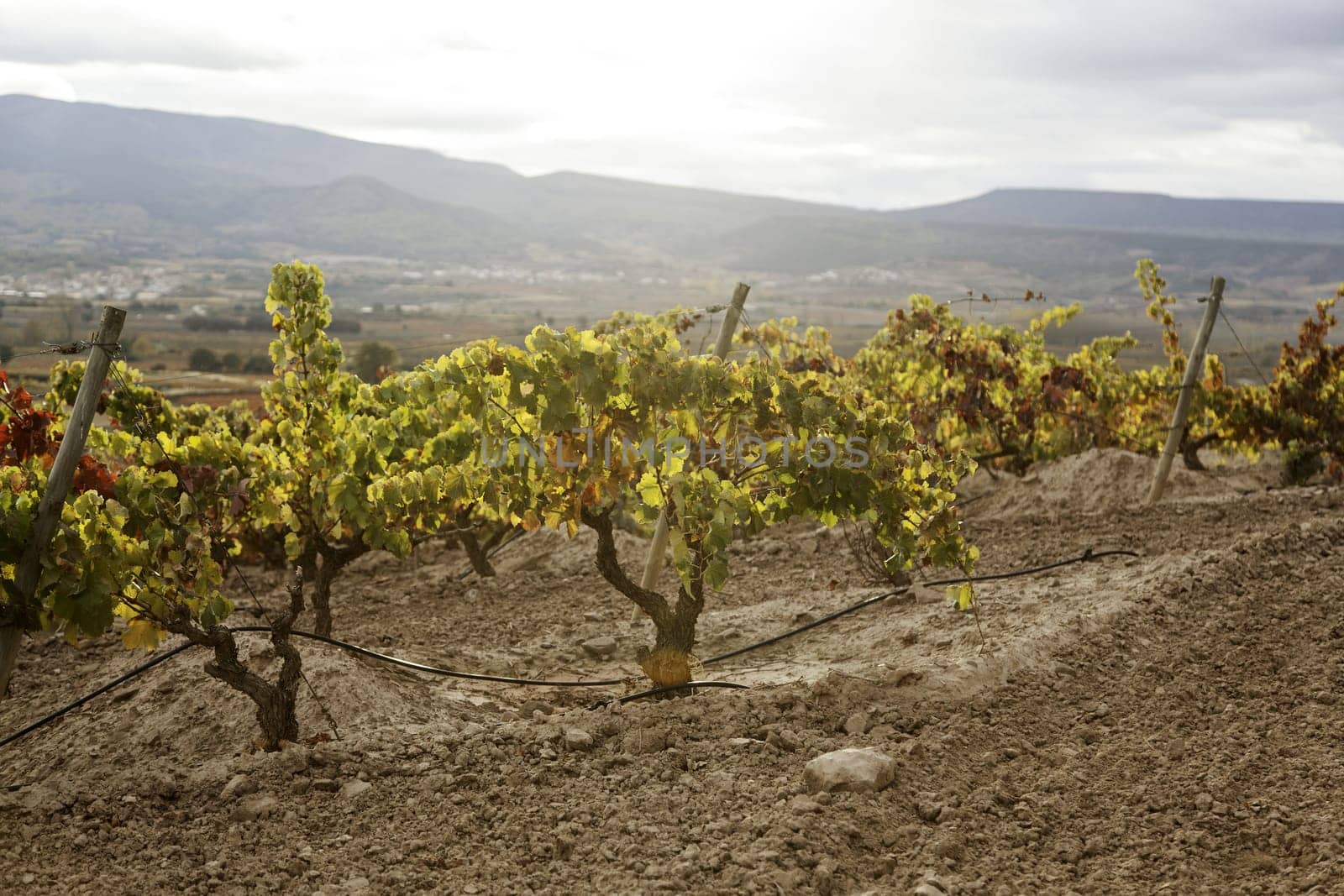 Field of vines and land in nature
