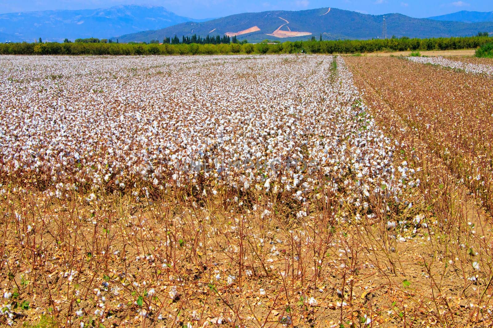 Cotton bud crop - landscape with copy space