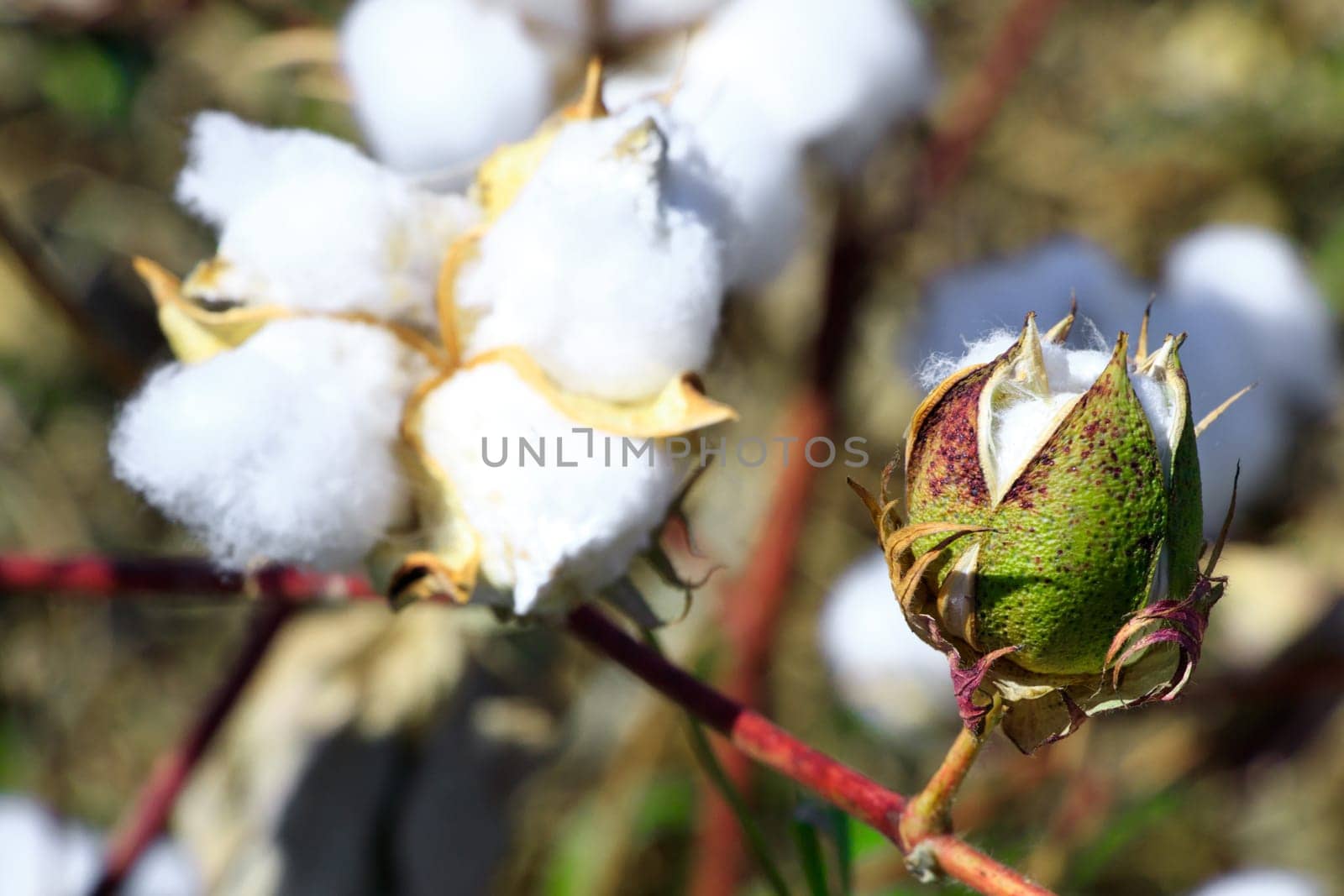Cotton bud crop - landscape with copy space