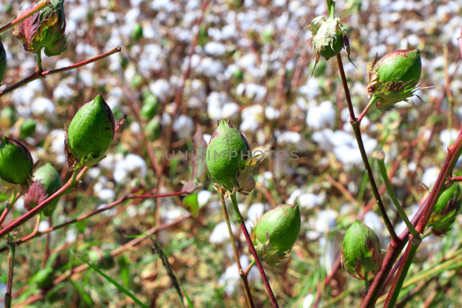 Cotton bud crop - landscape with copy space