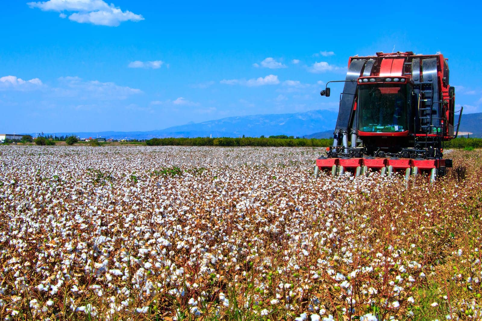 Cotton bud crop - landscape with copy space