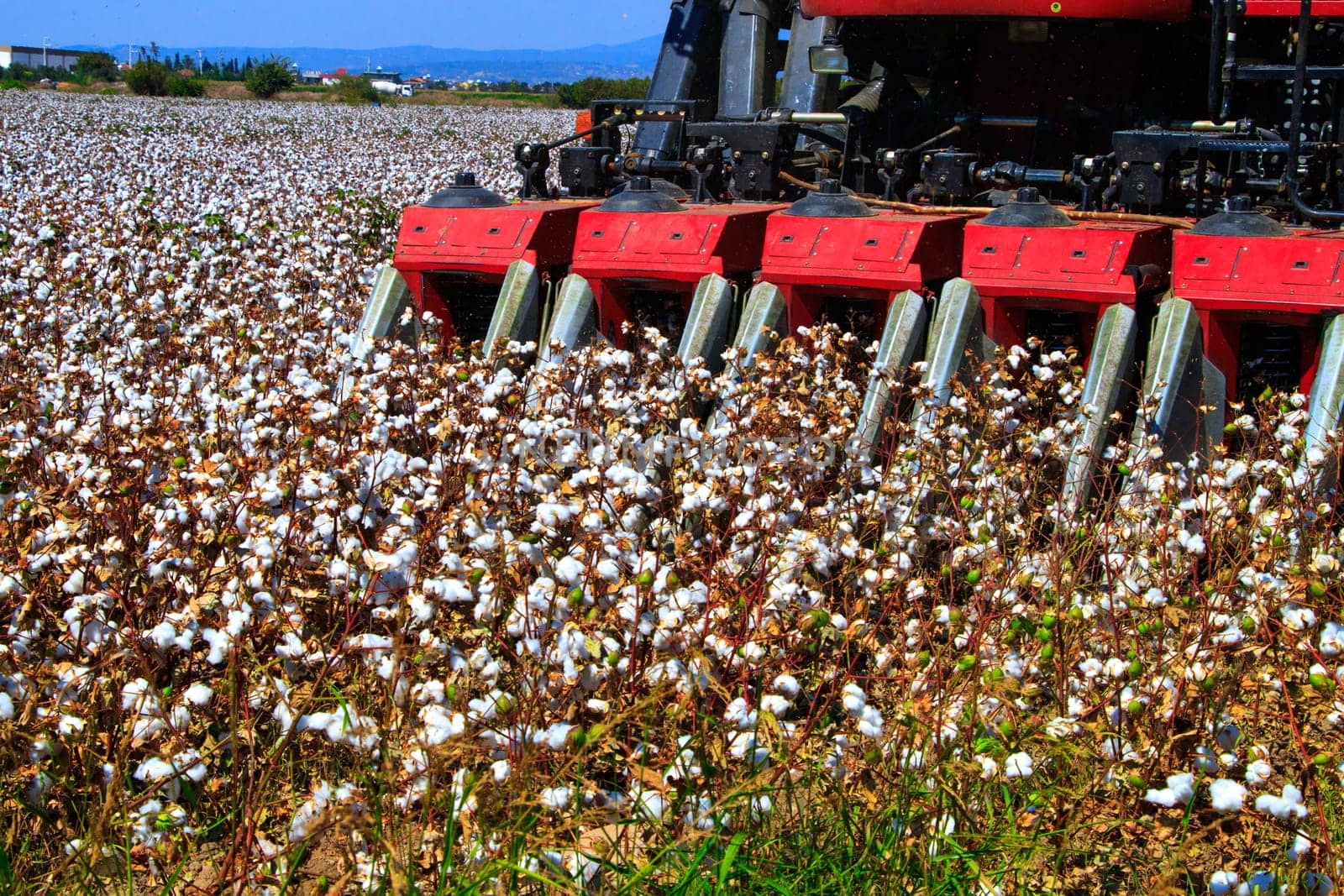Cotton bud crop - landscape with copy space