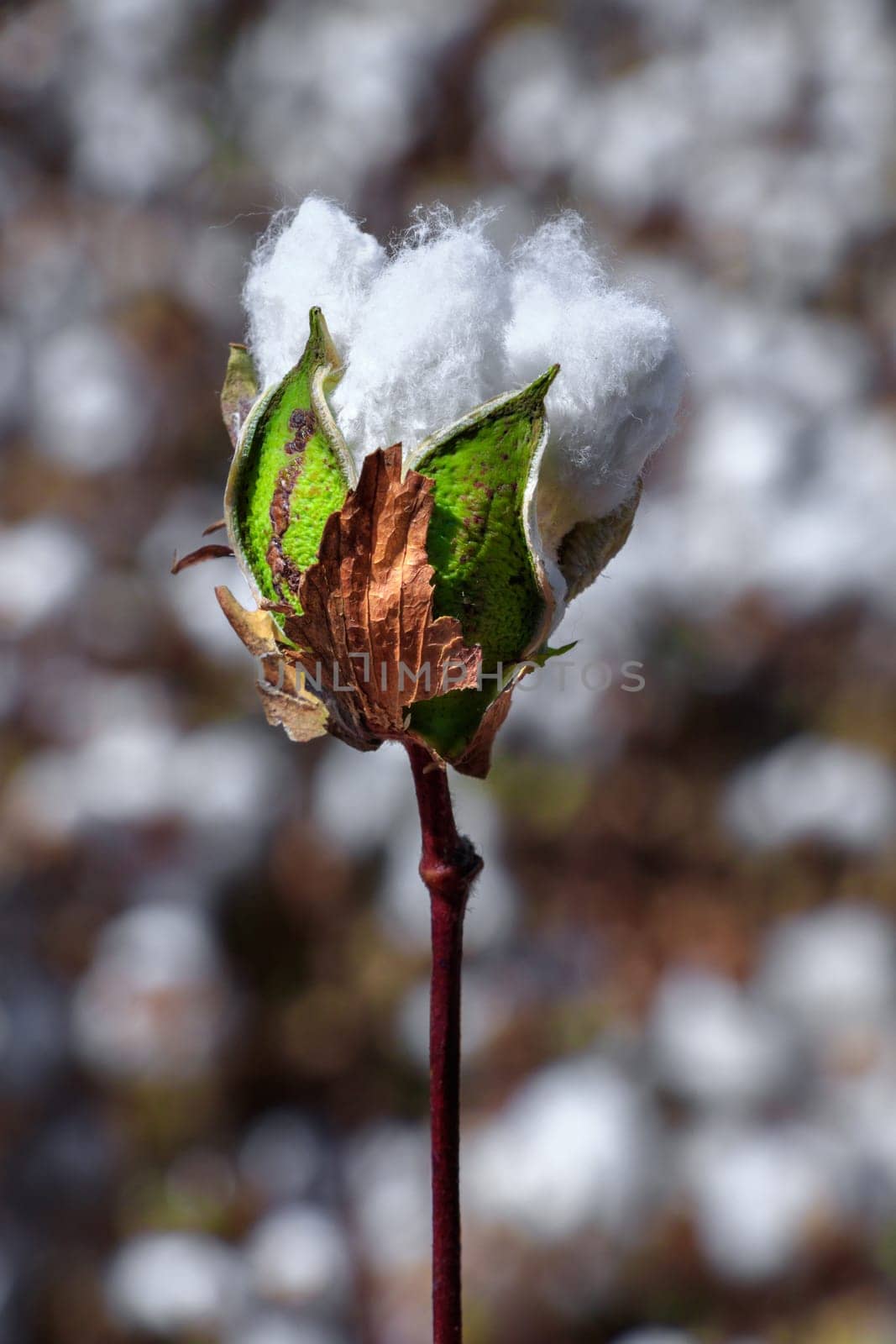 Cotton bud crop - landscape with copy space