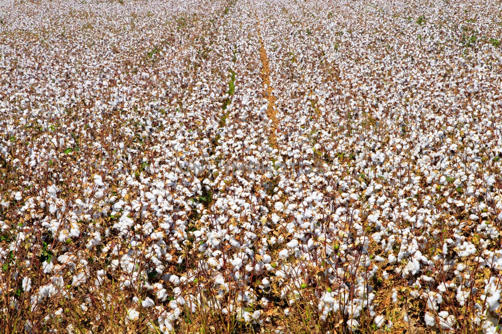 Cotton bud crop - landscape with copy space