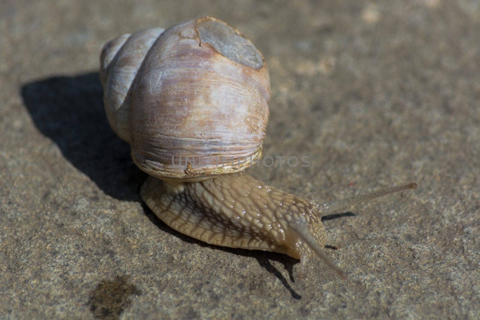 Roman snail - Helix pomatia. Helix pomatia, common names of the Romans, Burgundians, slug with injured casings