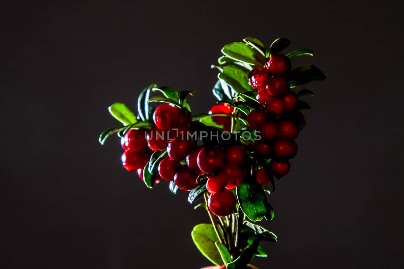 Cranberries with leaves. Cranberries on branch heart shape. Lingonberry bunch on dark background. Bunch of red cranberries on gray background.