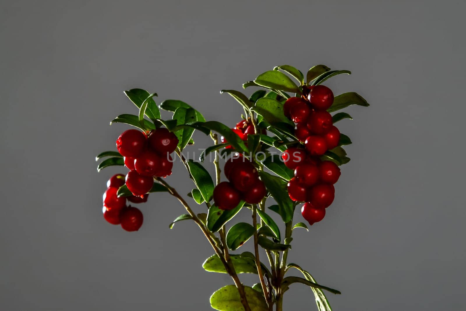 Cranberries with leaves. Cranberries on branch heart shape. Lingonberry bunch on dark background. Bunch of red cranberries on gray background.