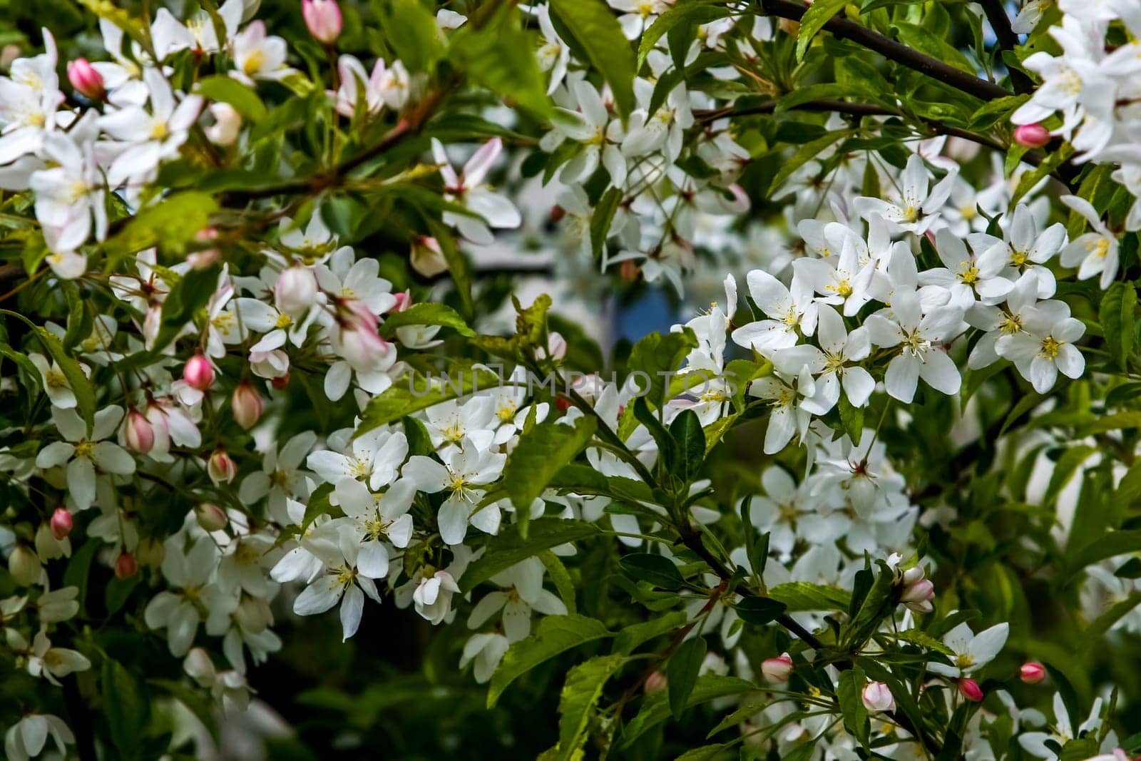 Blooming fruit tree in spring time. Blossoming fruit flowers. Flowering fruit tree in Latvia. Branches of the fruit tree with blossoming white flowers.