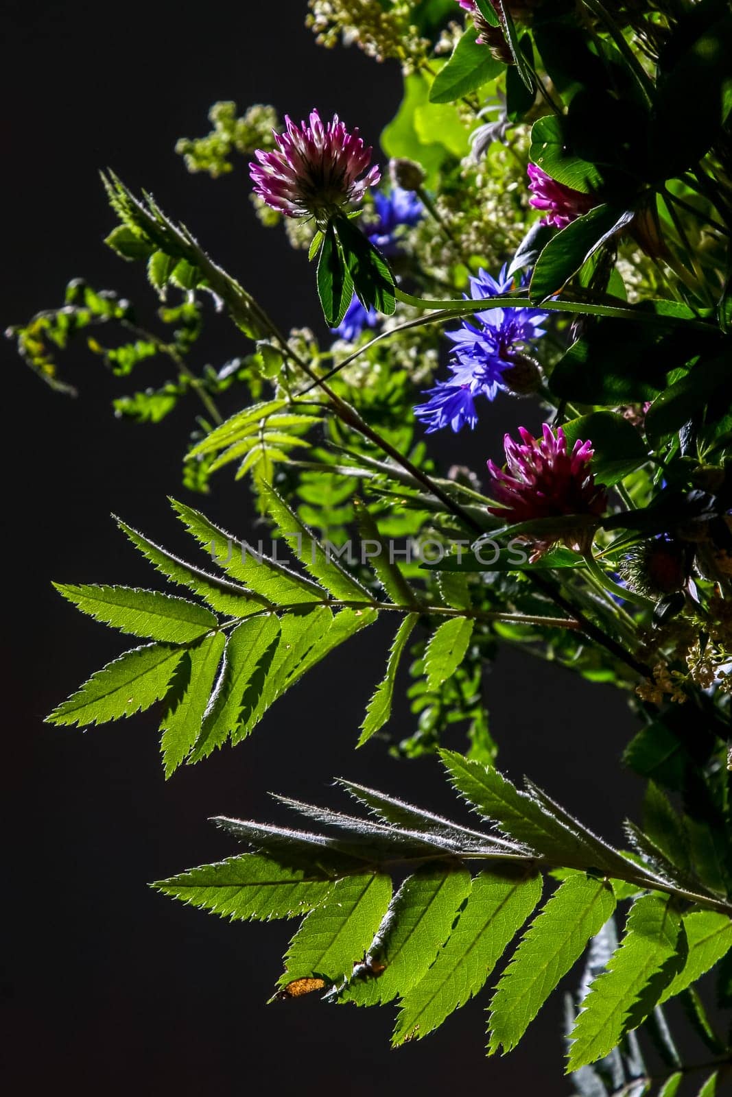 Bouquet with clover and cornflower. Flowers on dark background. Nature flower. Rural flowers on black background. Floral bouquet from wild summer flowers on dark background. ..