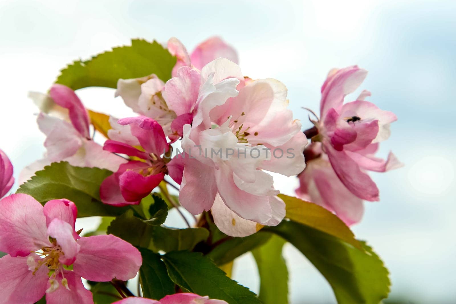 Blooming apple tree in spring time. Blossoming apple flowers. Flowering apple tree in Latvia. Apple tree flowers in spring season on background of blue sky.