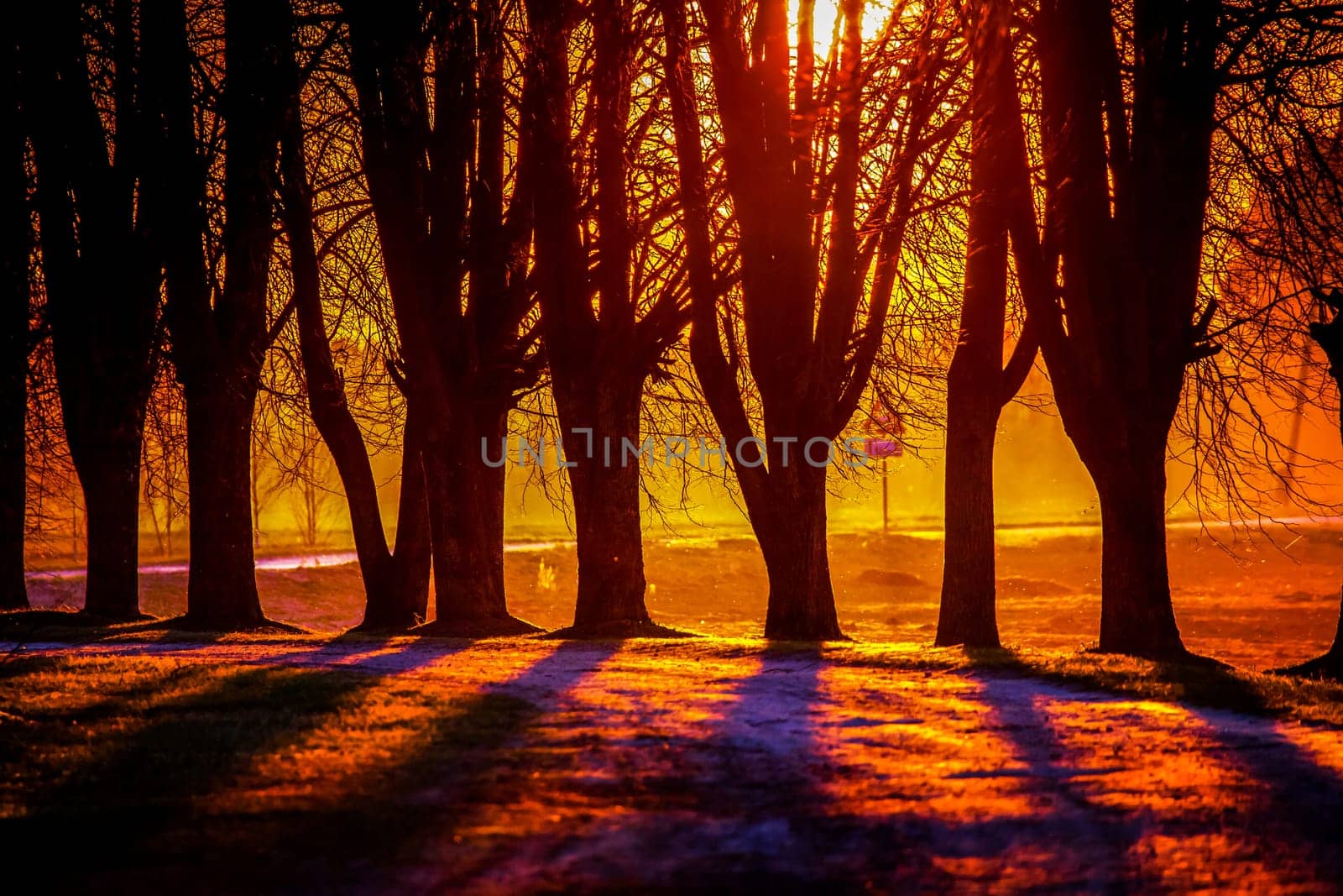 Silhouette of trees in sunset. Trees at sunset. Beautiful spring landscape in Latvia. Beautiful landcape of trees with sunset twilight background. Red orange light on sunset sky over the trees.