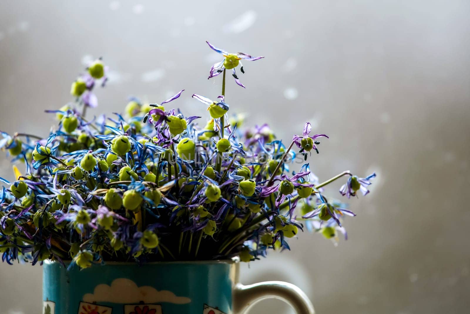 Wilted blue anemones in mug in window light. Mug with withered anemones. Flowers at the window. Withered anemones on gray background.