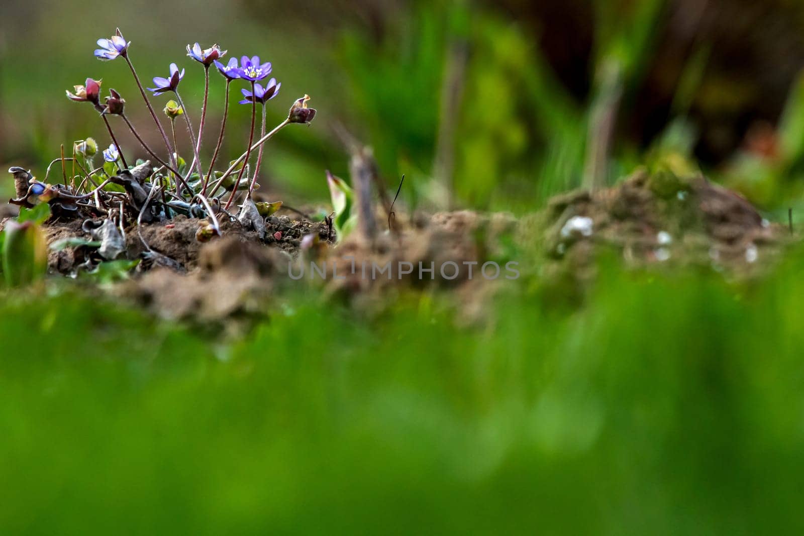 Blue anemone flowers. Blooming anemones. Blue anemones on the green grass as background.  Meadow with anemones. Field flowers. Nature flower in spring. Flowers in meadow.