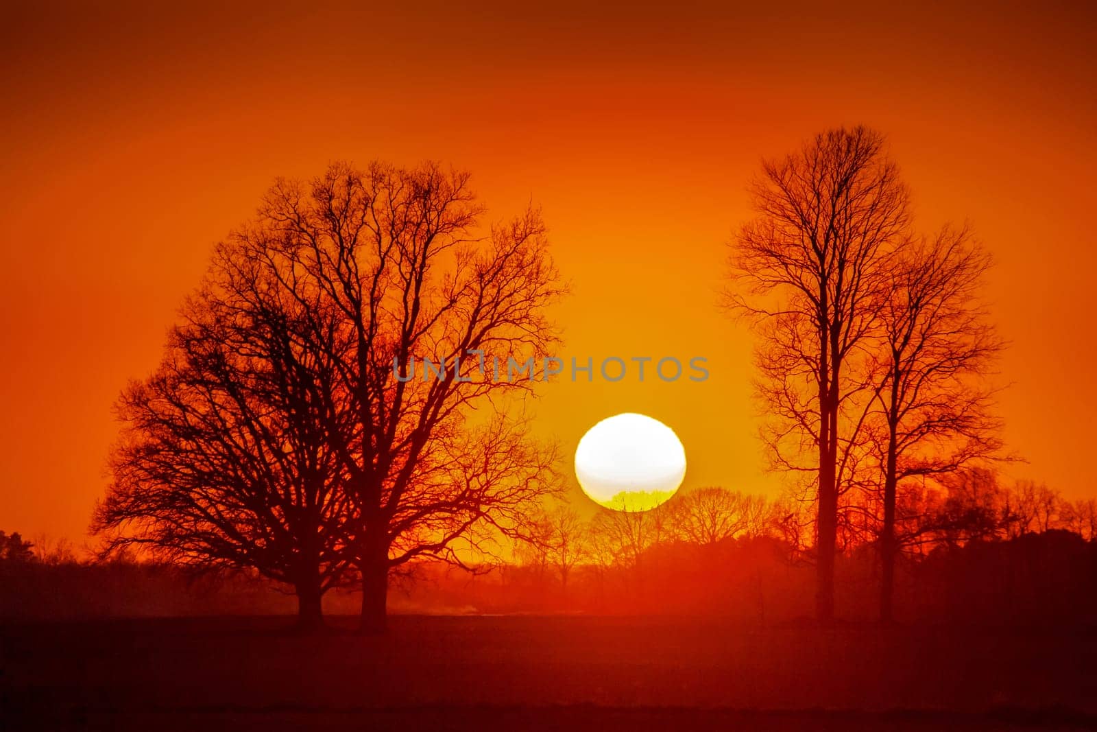 Silhouette of trees in sunset. Trees at sunset. Beautiful spring landscape in Latvia. Beautiful landcape of trees with sunset twilight background. Red orange light on sunset sky over the trees.