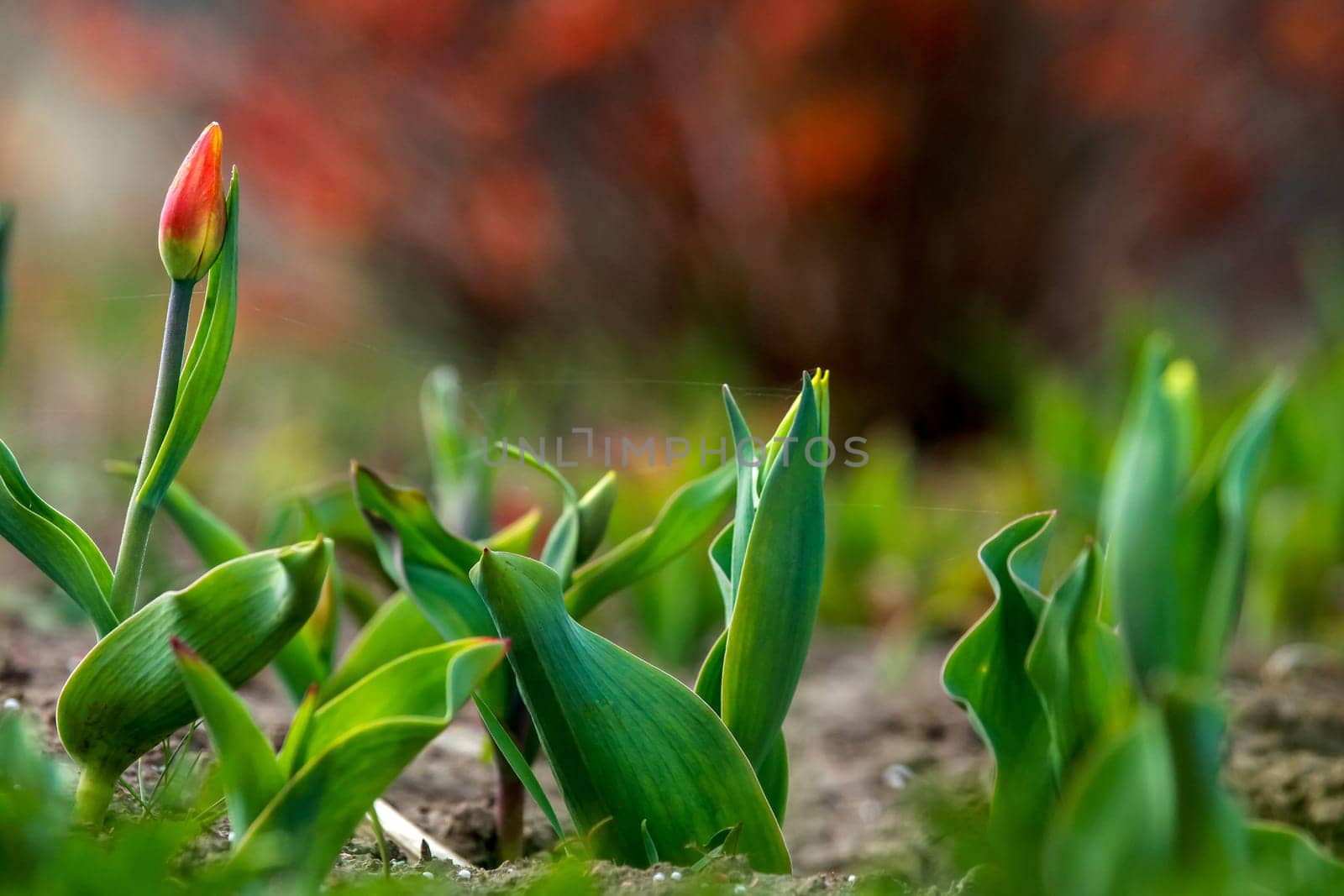 Red tulips. Blooming tulip flowers. Red tulips on the green grass as background.  Garden with tulips. Field flowers. Nature flower. Flowers in meadow.