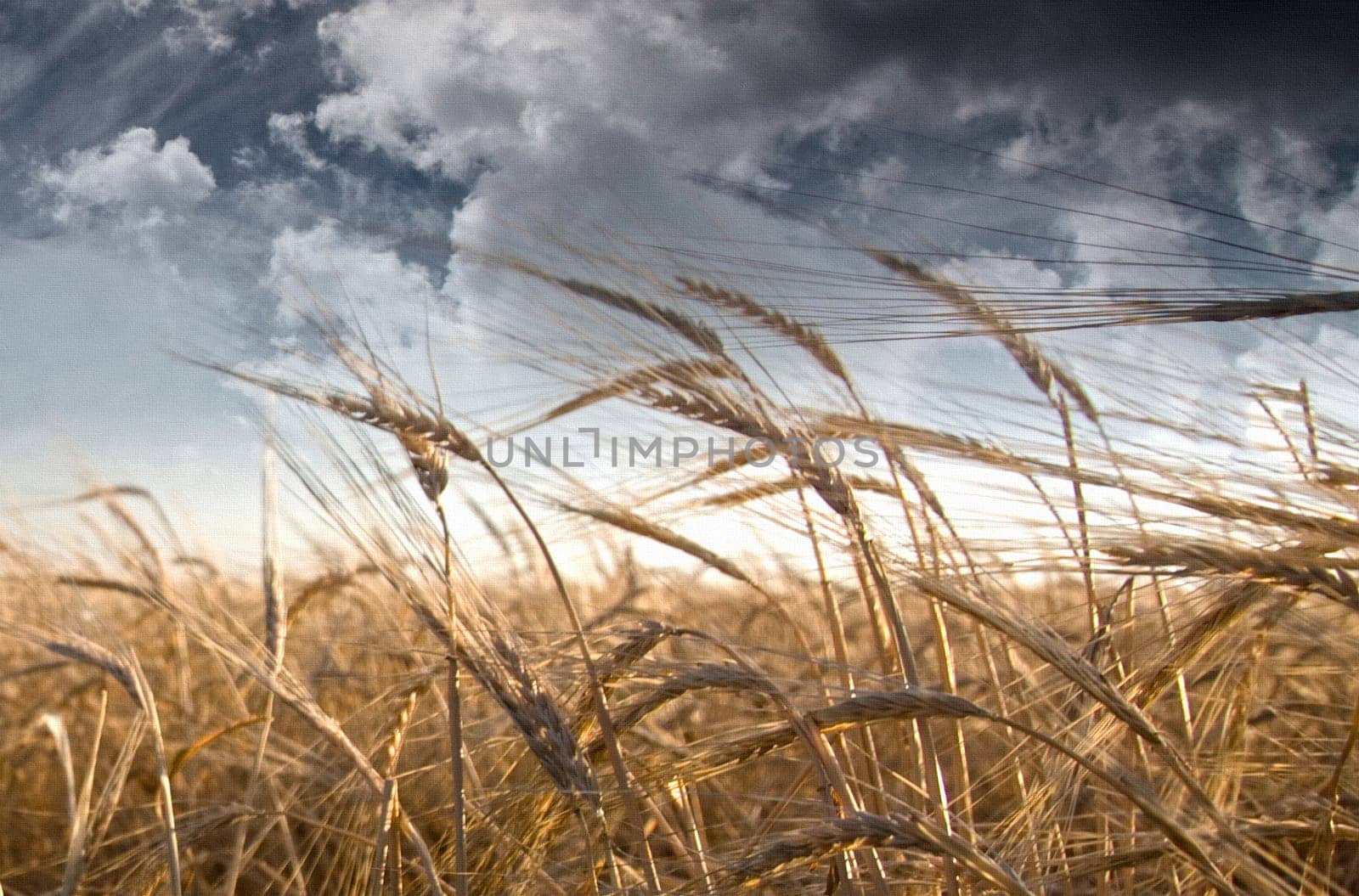 Field of wheat and cloudy sky
