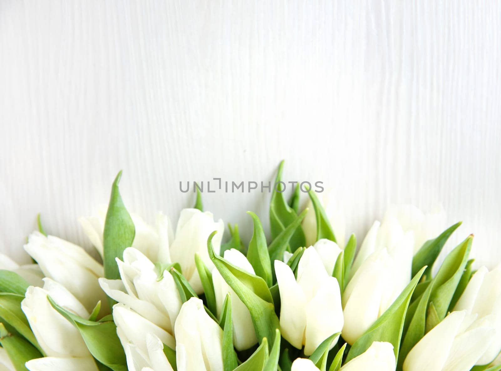 Flowers background. A bunch of white fresh beautiful tulips bouquet against bright background.