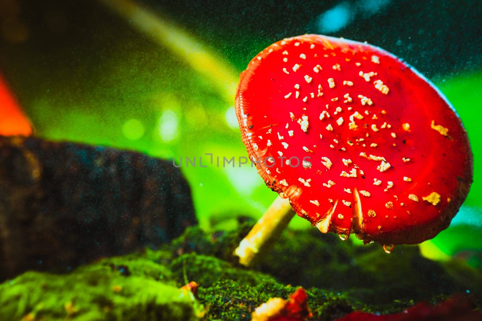beautiful red with white spots mushroom on moss.
