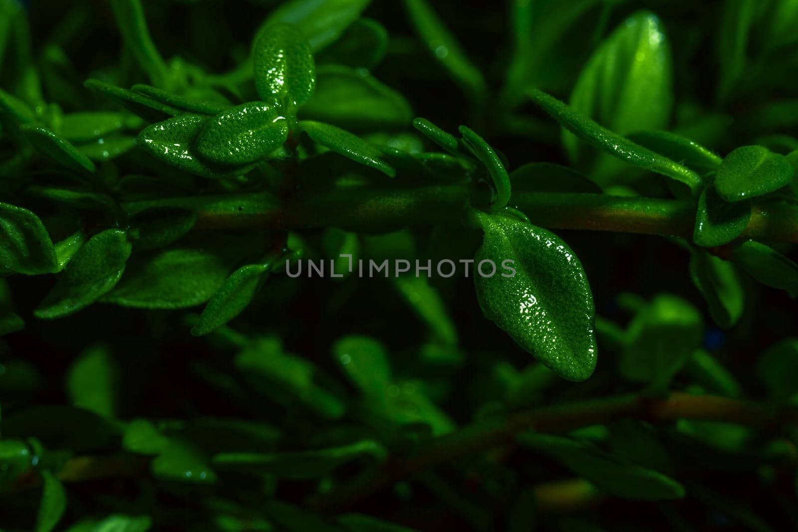 Lemon thyme on a blue abstract background close up.