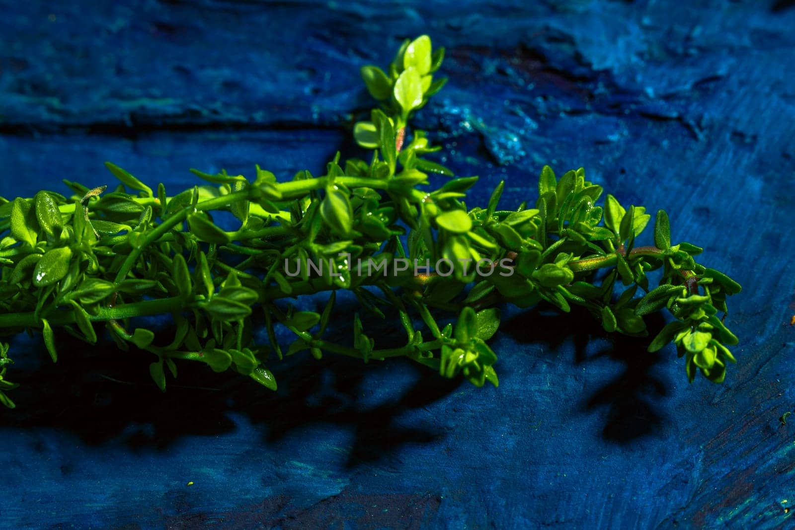 Lemon thyme on a blue abstract background close up.