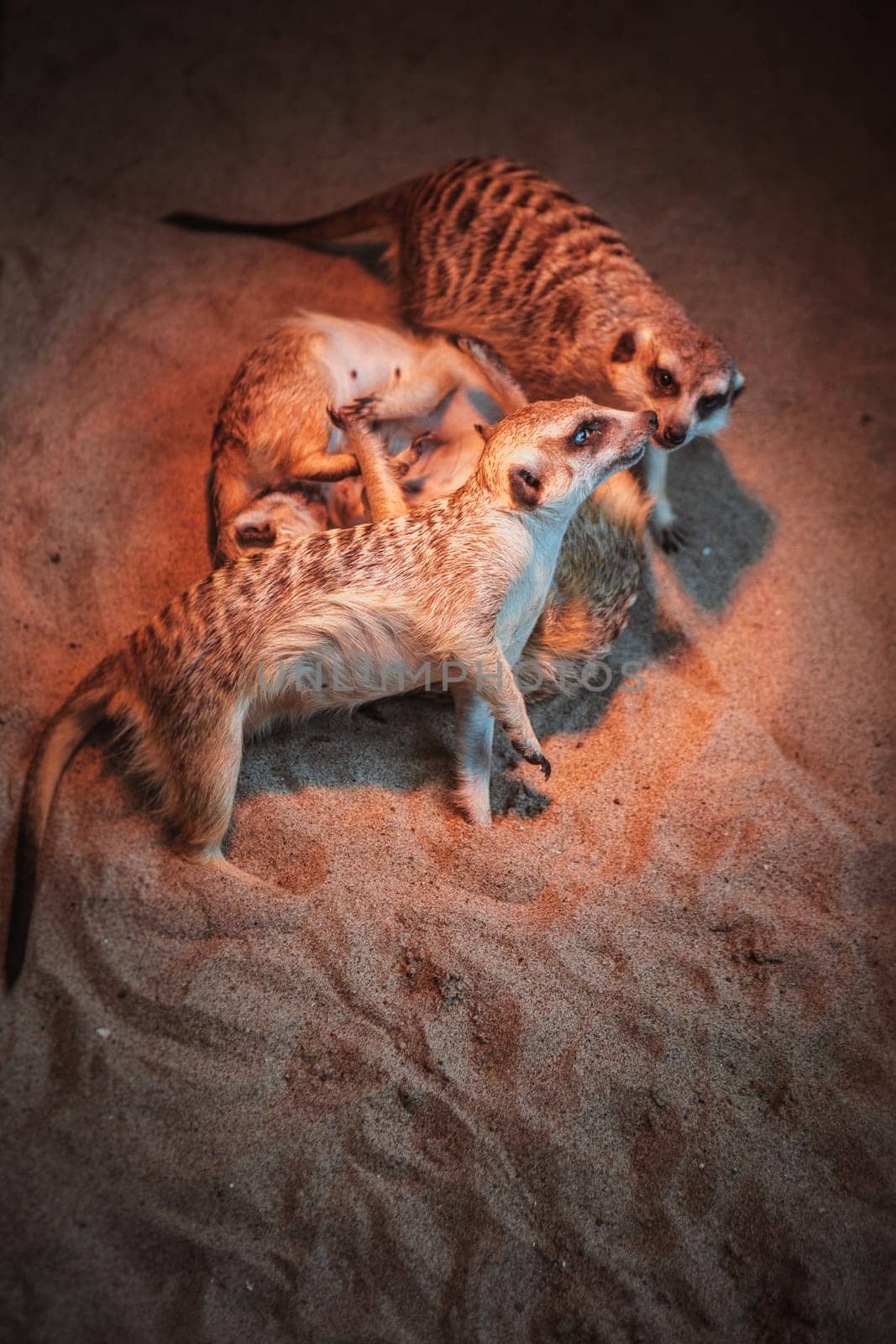Many meerkats are played and lie on the sand.