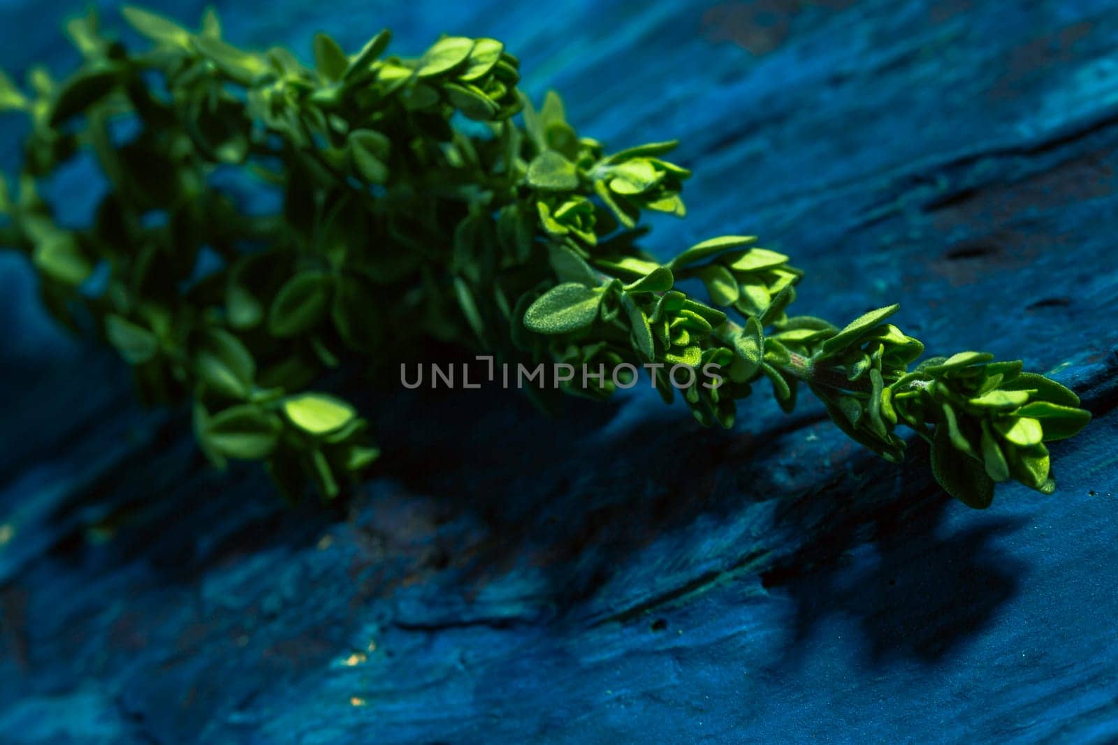 Lemon thyme on a blue abstract background close up.