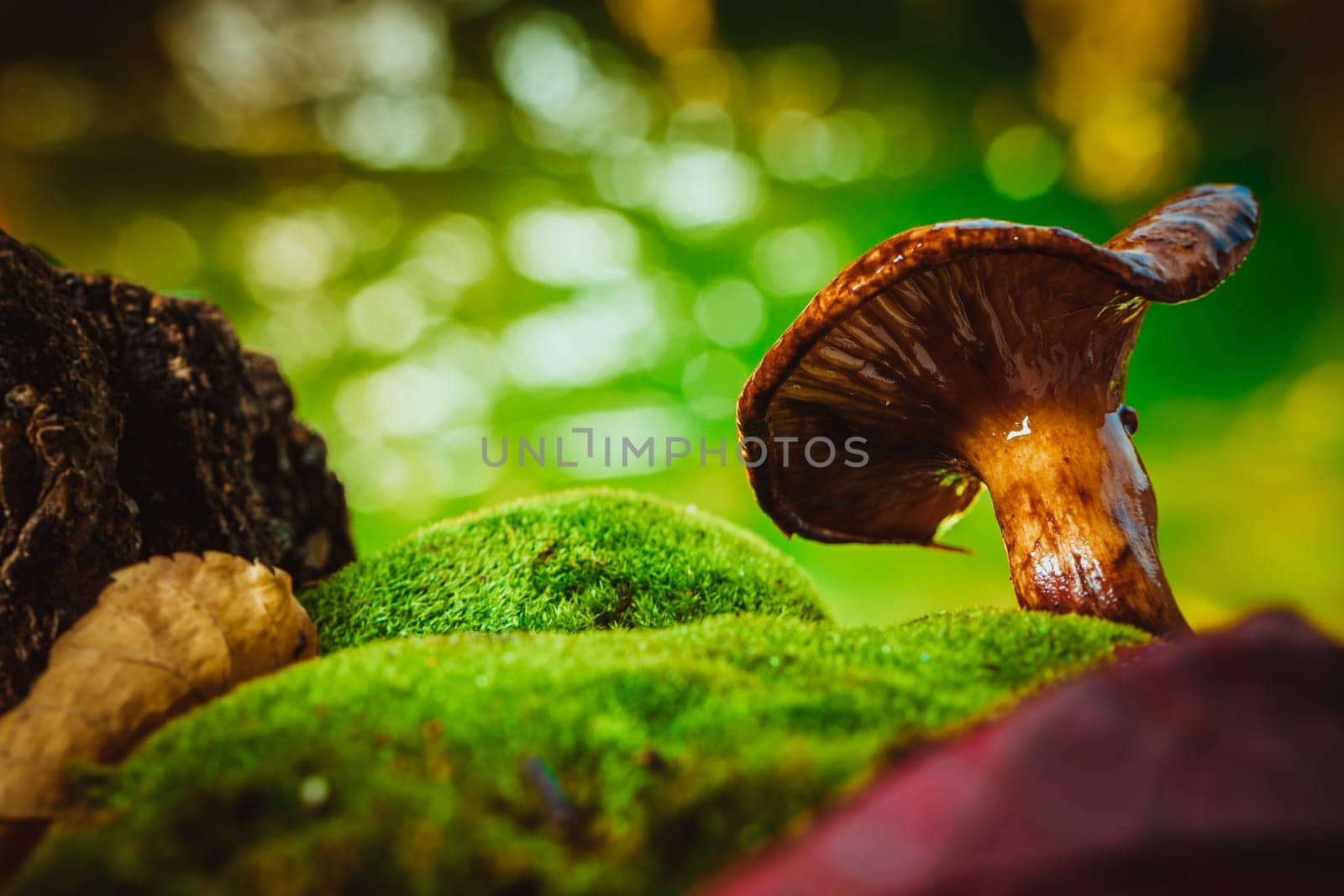 fresh chanterelle mushroom growing in the woods on moss.