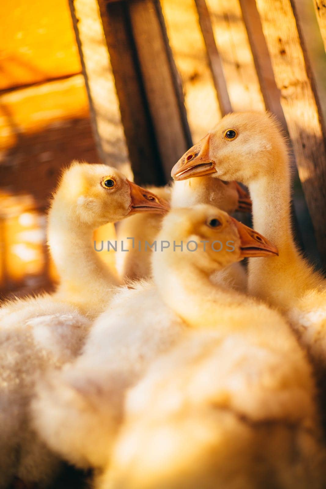 Five young goose together sit on the grass.