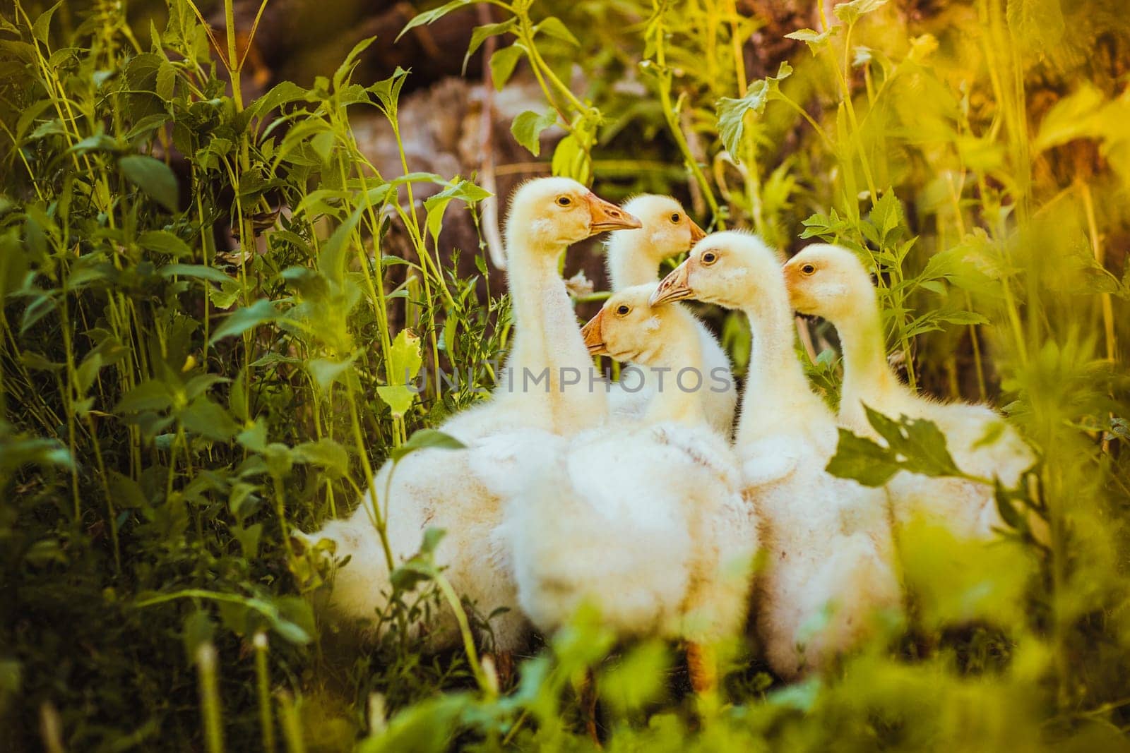 Five young goose together sit in the grass.