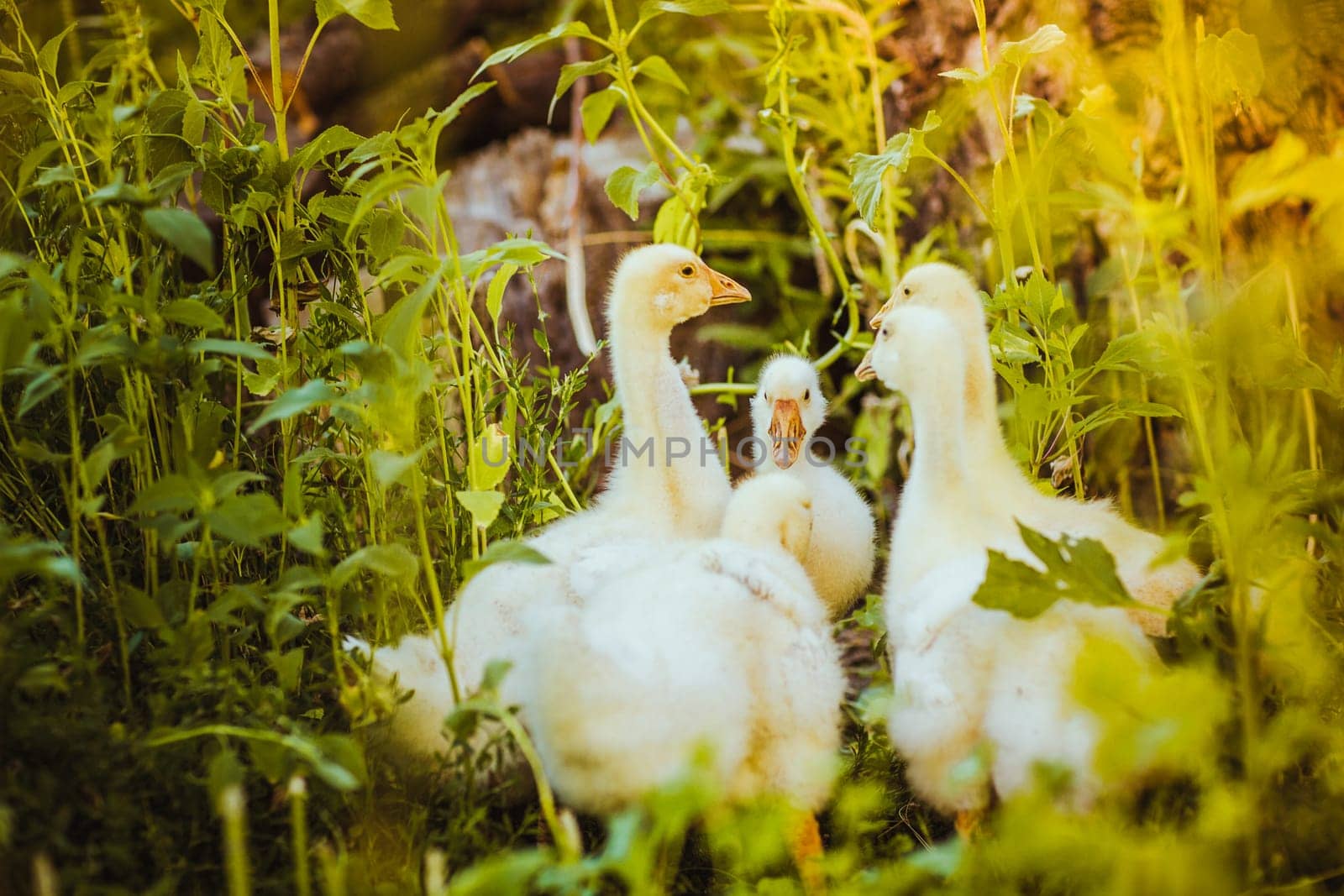 Five young goose together sit in the grass.