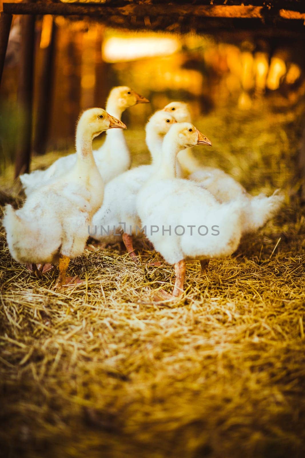 Five young goose together sit in the grass.