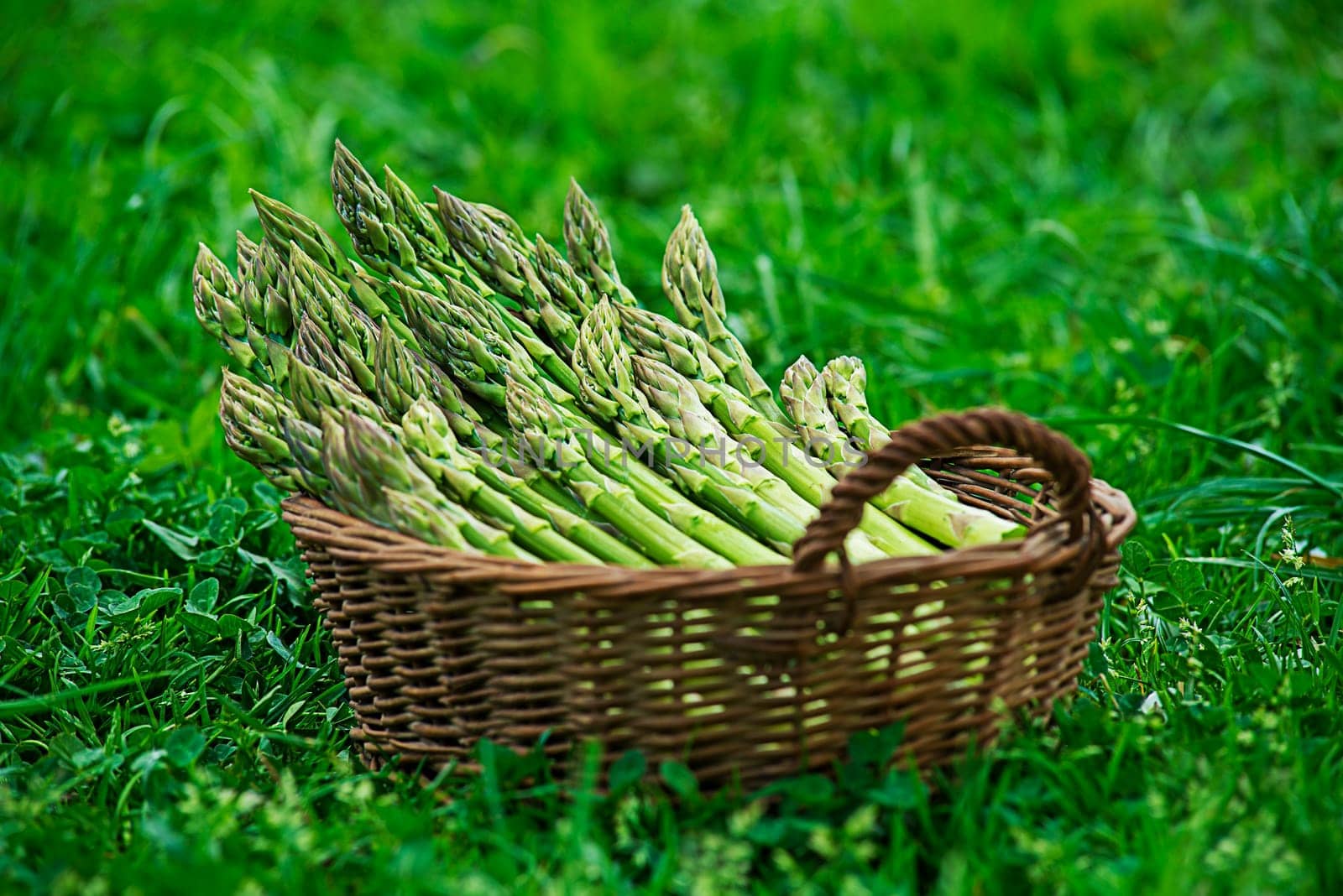 Asparagus. Fresh Asparagus. Green Asparagus. Picking asparagus to the basket.