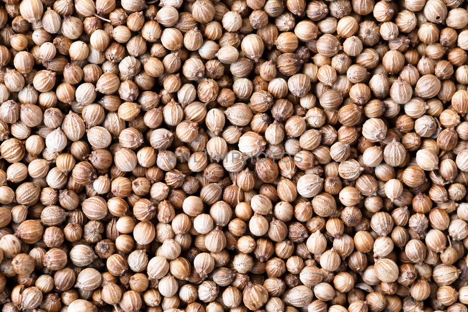 Whole coriander seeds texture or background