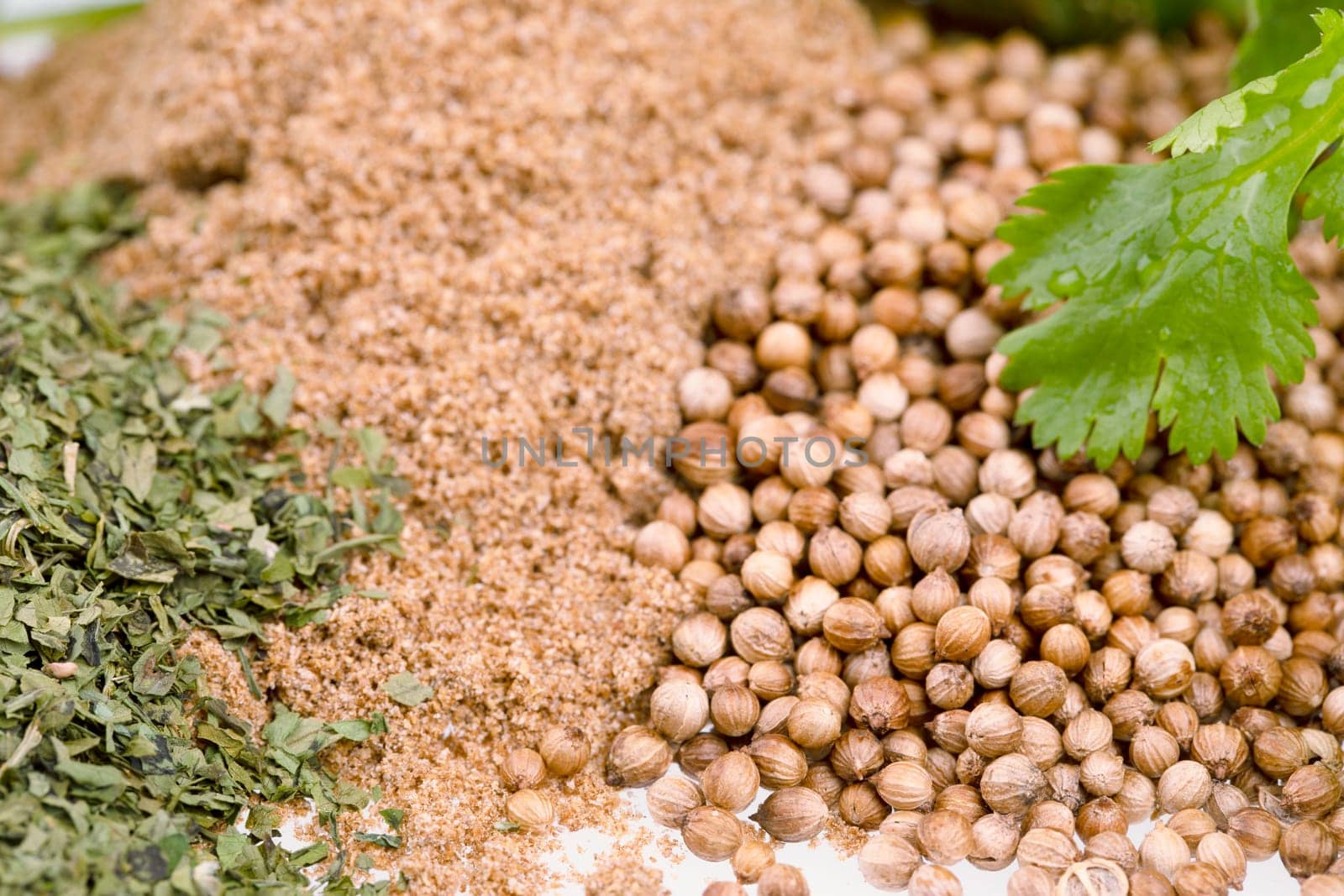 Close up of fresh cilantro leaves and piles of dried cilantro leaves, whole coriander seeds and coriander powder.