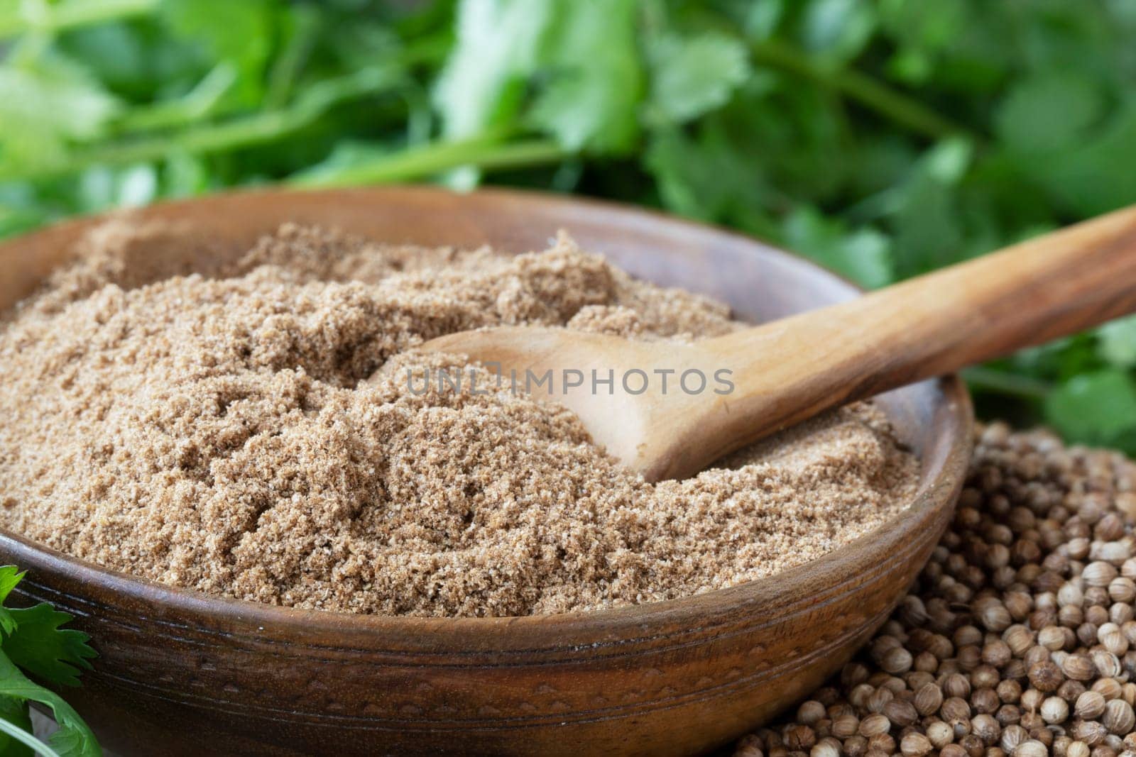 Bowl of coriander powder with wooden spoon, surrounded by cilantro leaves and whole coriander seeds.