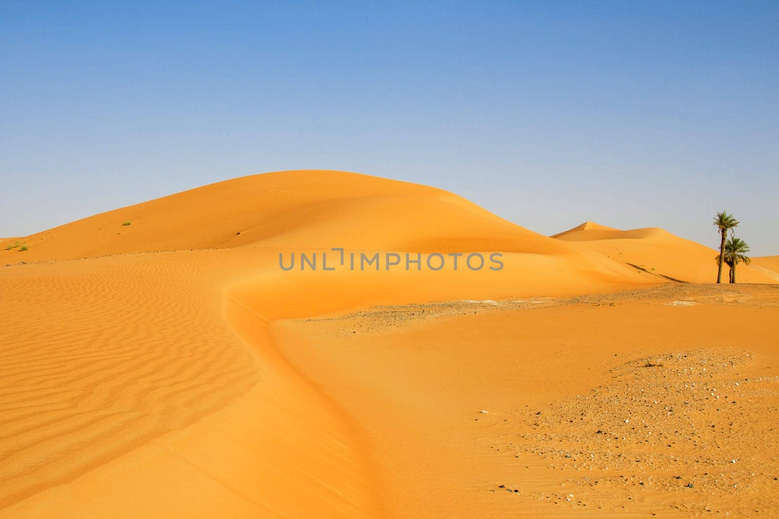 Liwa Oasis