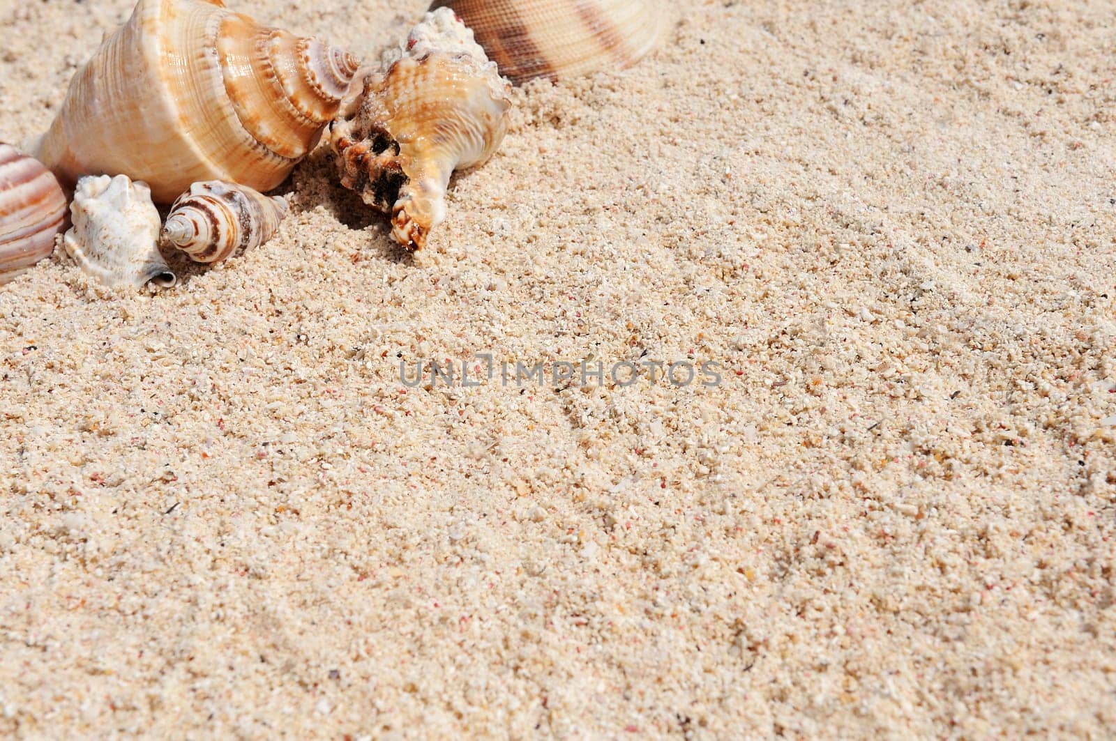 sea shells with sand as background