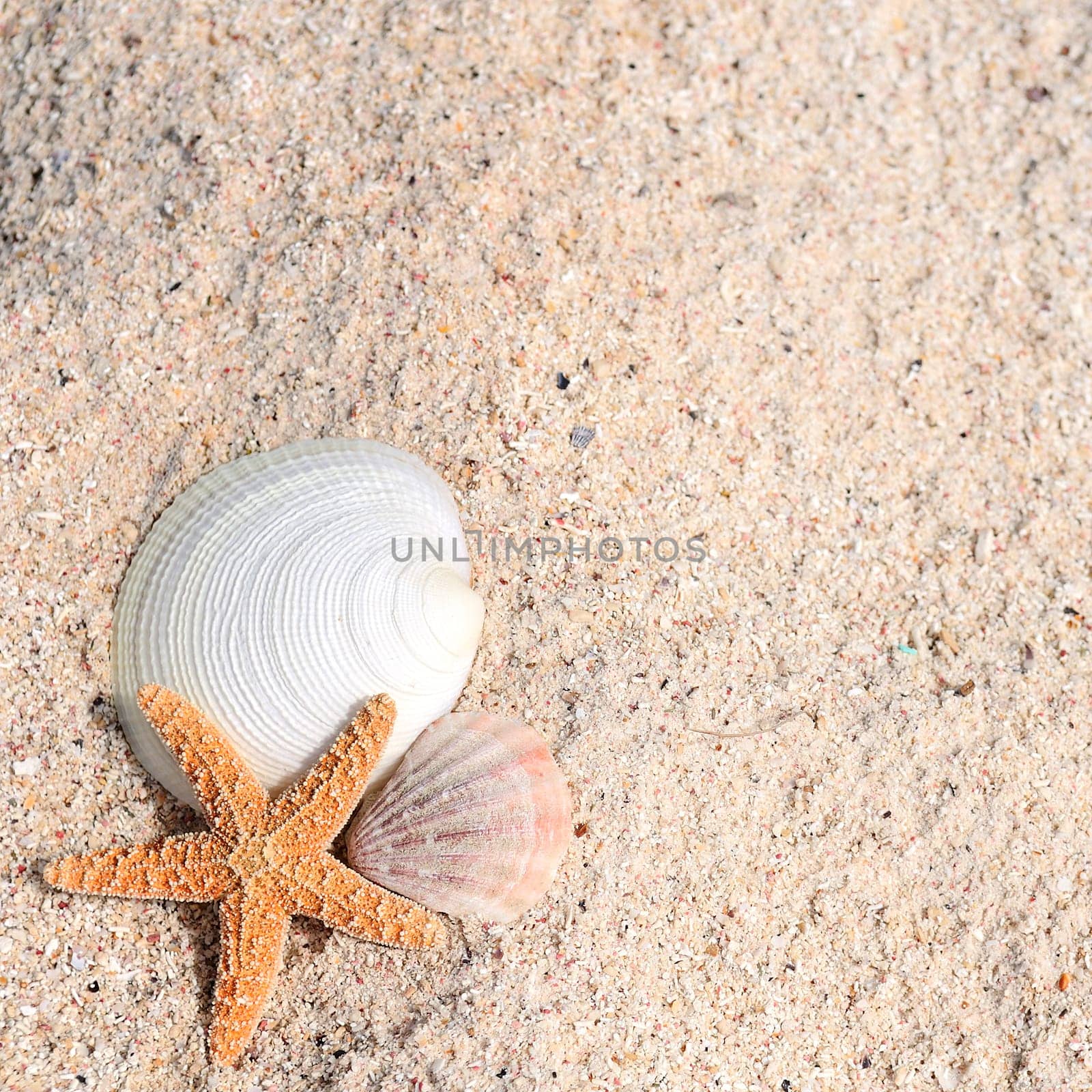 closeup of beach with starfish and shells like summer vacation background