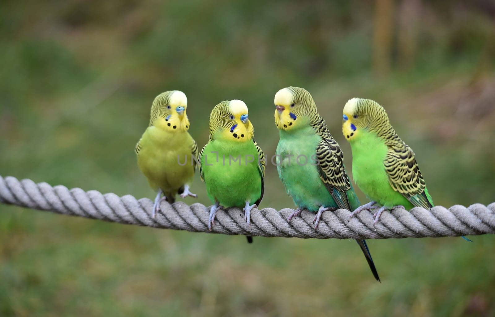 Budgerigars