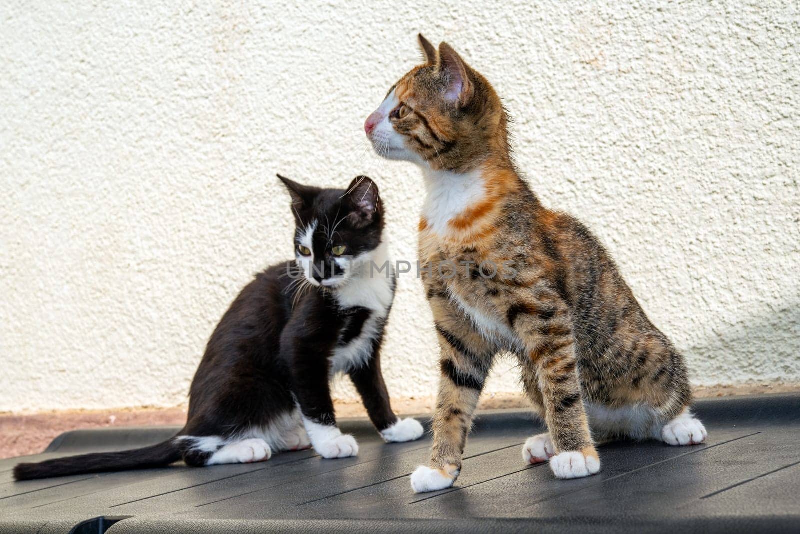 portrait of two sweet cats children in front white  background