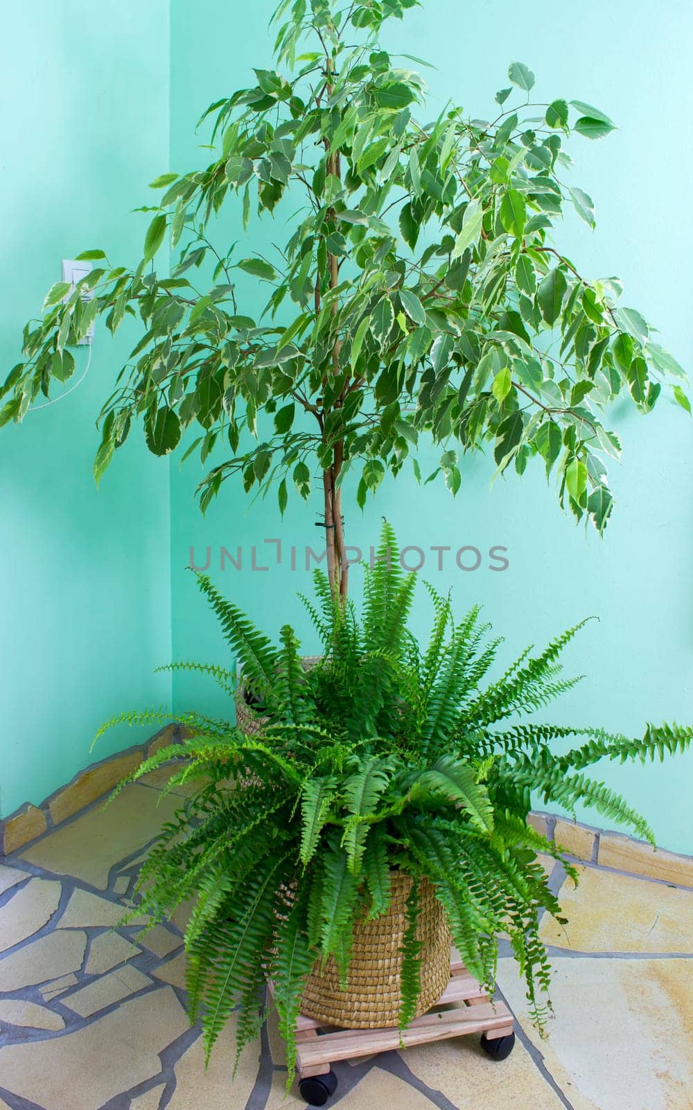 Benjamin ficus and fern in living room at window with sunlight