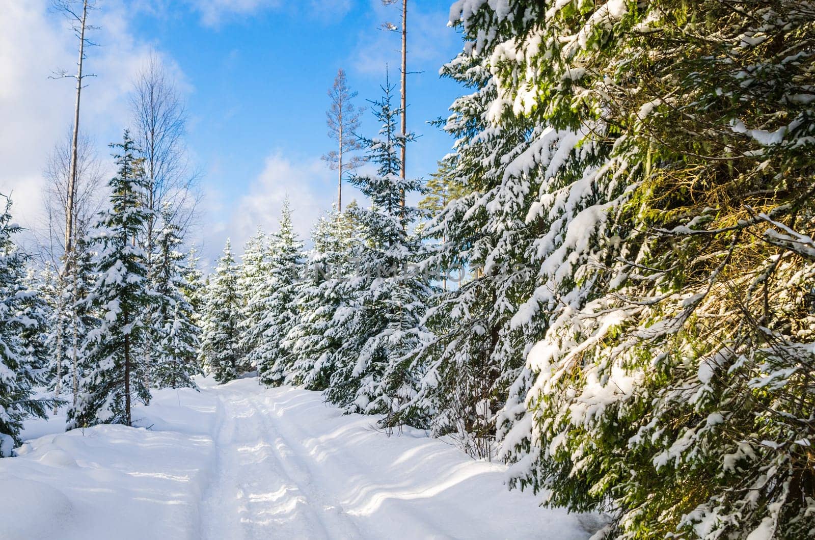 The road through the beautiful coniferous snowy forest