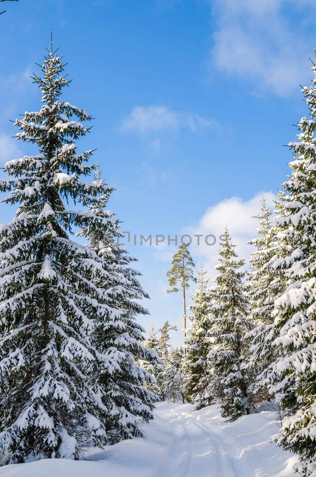 The road through the beautiful coniferous snowy forest