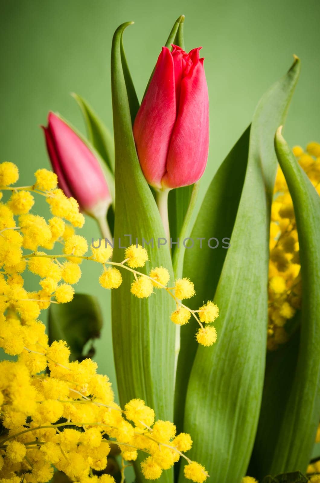 Spring bouquet with mimosa and tulips
