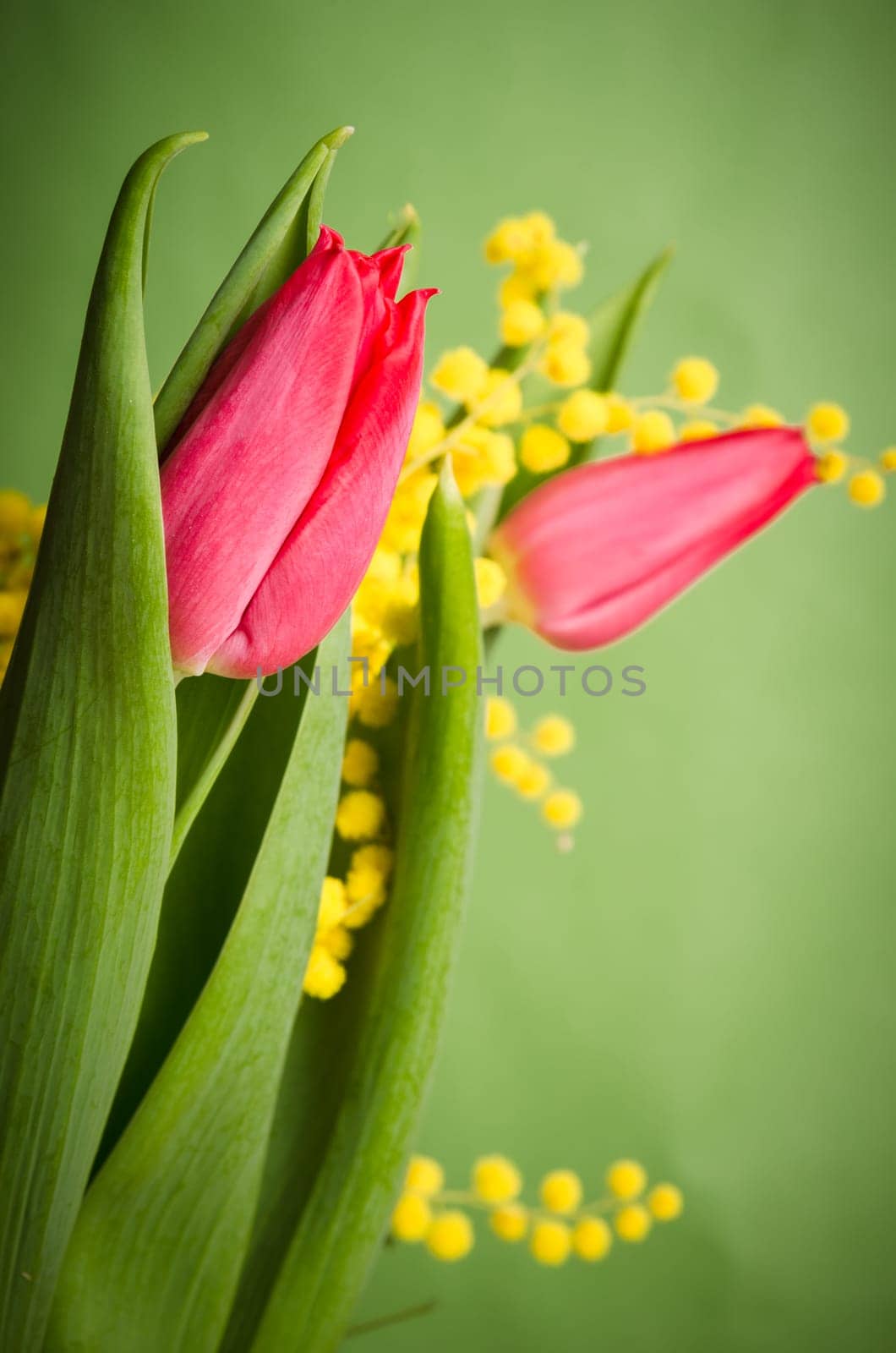 Spring bouquet with mimosa and tulips