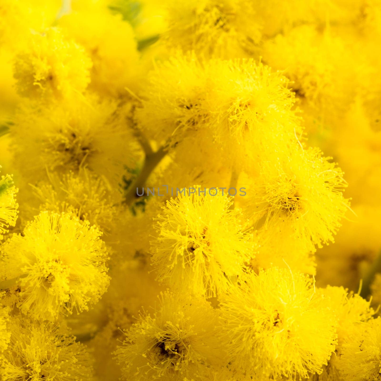 Mimosa flowers, close-up